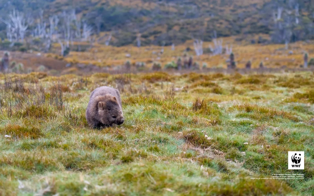A wombat foraging in open grassland, photographed for WWF Australia